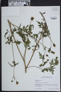 Bidens bipinnata image