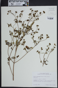 Bidens discoidea image