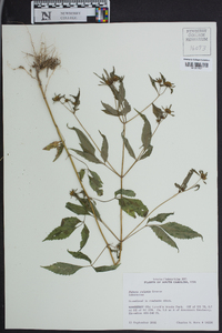 Bidens vulgata image