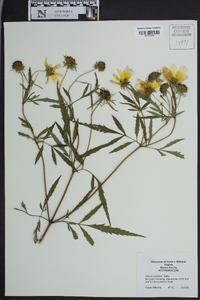 Bidens polylepis image