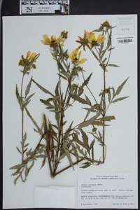 Bidens polylepis image