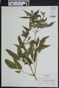 Bidens vulgata image