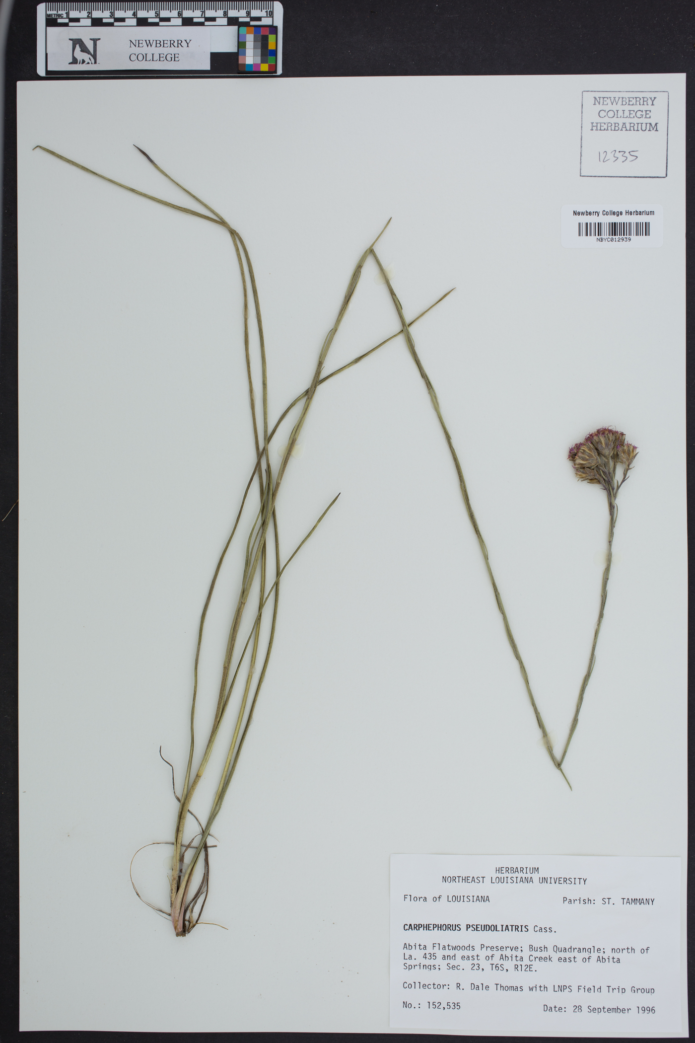 Carphephorus pseudoliatris image