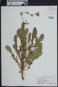 Cichorium intybus image