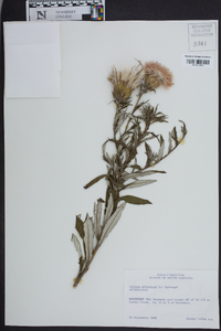 Cirsium altissimum image