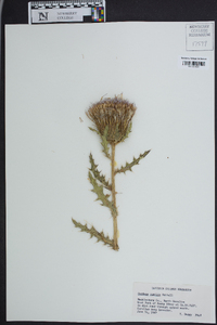 Cirsium pumilum image