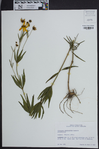 Coreopsis delphiniifolia image