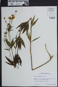 Coreopsis delphiniifolia image