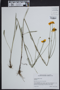 Coreopsis linifolia image