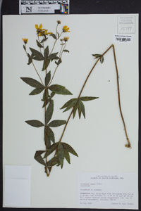 Coreopsis major image