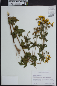 Coreopsis major image