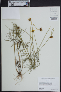 Coreopsis grandiflora image