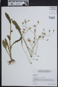 Crepis pulchra image