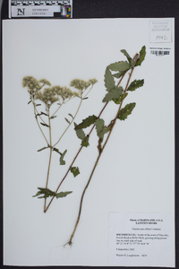 Eupatorium album image