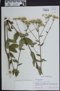 Eupatorium album image