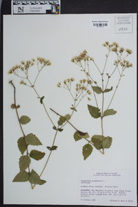 Eupatorium aromaticum image