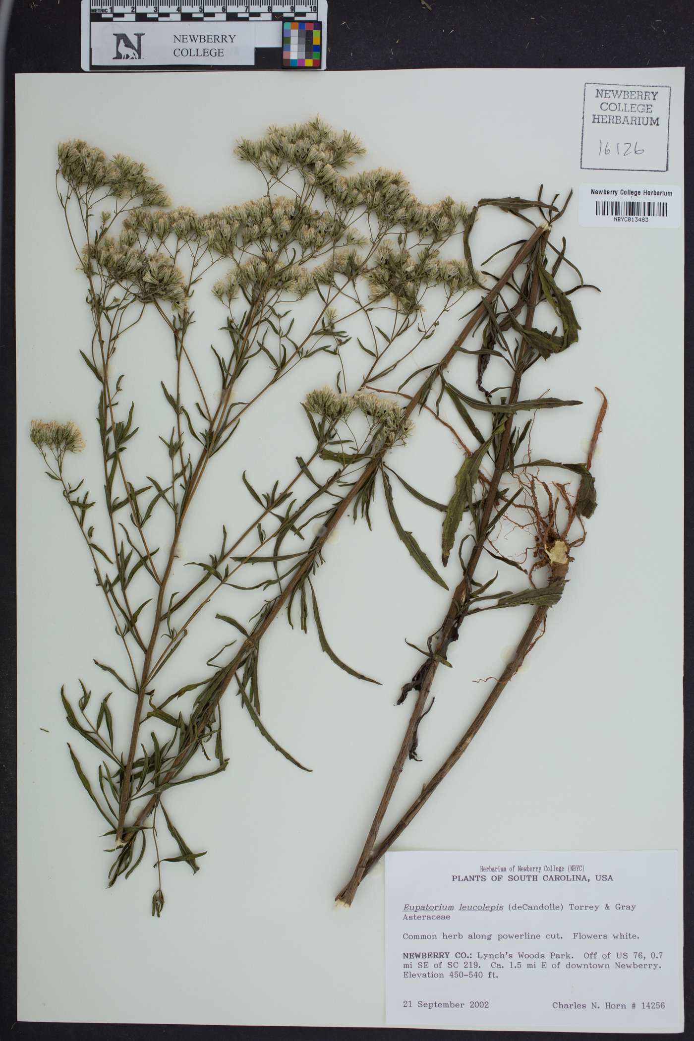 Eupatorium leucolepis image
