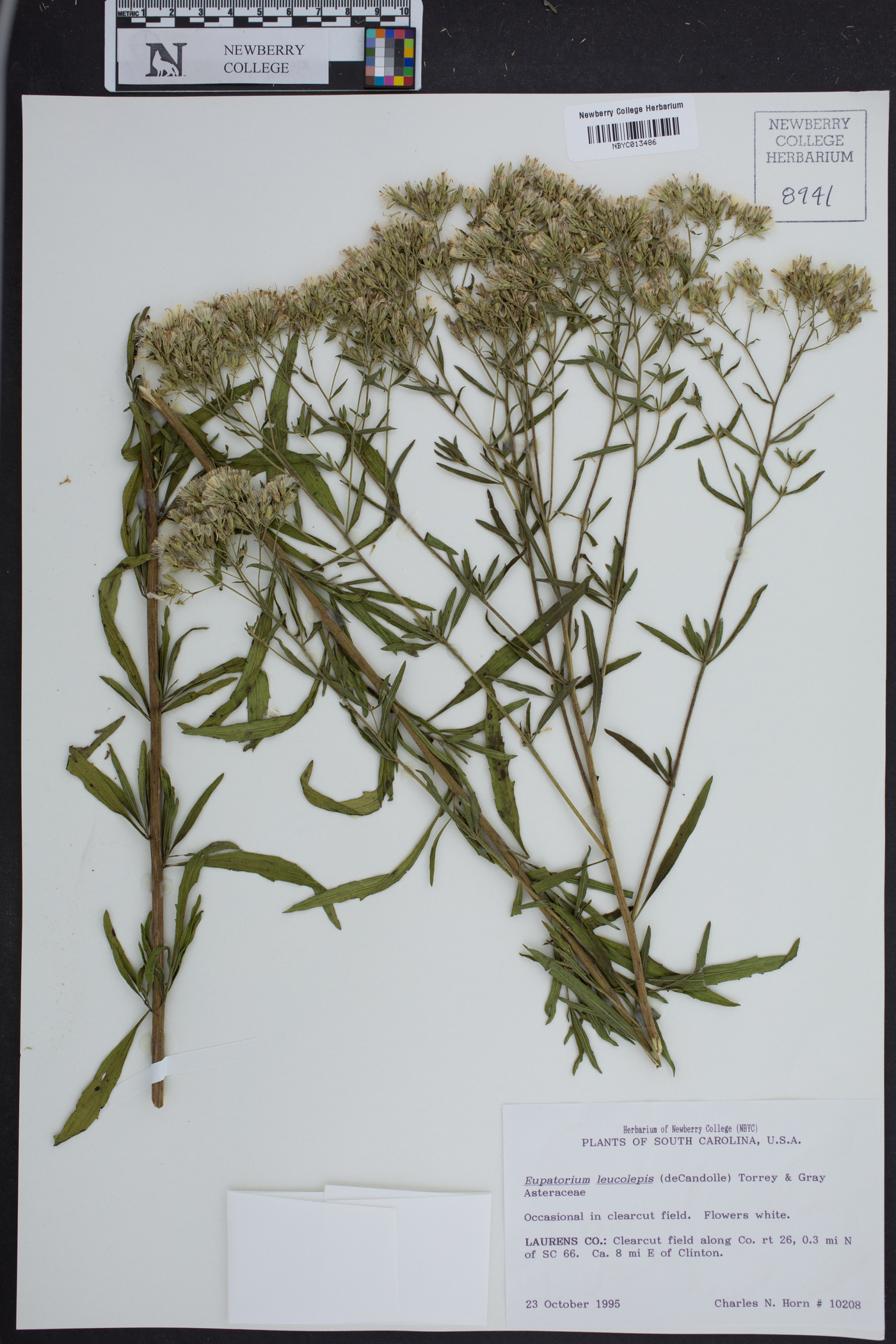 Eupatorium leucolepis image