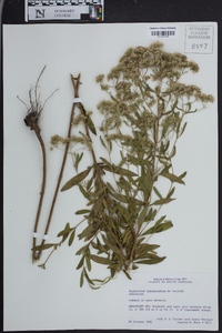 Eupatorium semiserratum image