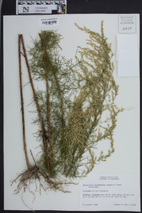 Eupatorium capillifolium image