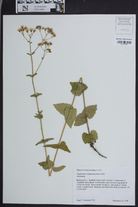 Eupatorium cordigerum image