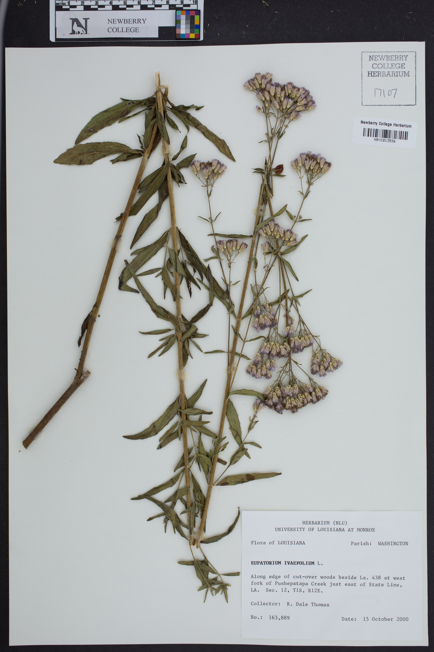 Chromolaena ivaefolia image