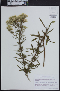 Eupatorium leucolepis image