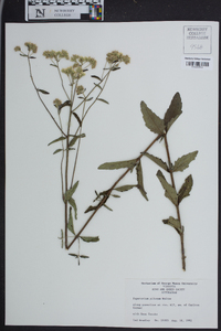 Eupatorium pilosum image