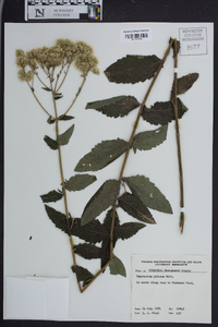 Eupatorium pilosum image