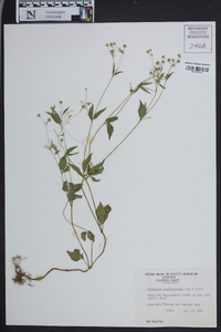 Galinsoga parviflora image