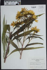 Helianthus grosseserratus image