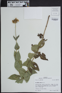 Helianthus mollis image