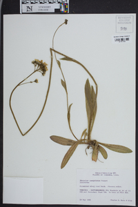 Hieracium caespitosum image