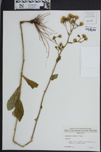 Hieracium scabrum image