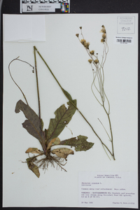 Hieracium venosum image