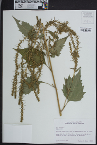 Iva annua image