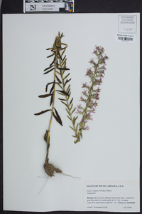 Liatris elegans image