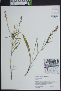 Liatris gracilis image