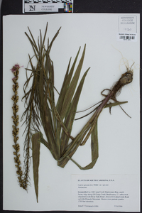 Liatris spicata image