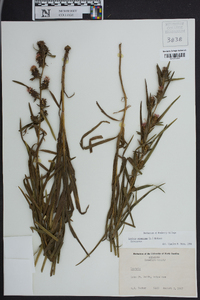 Liatris squarrosa image