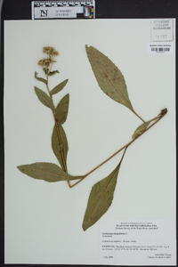 Parthenium integrifolium image