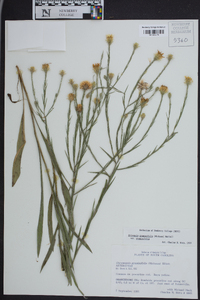 Pityopsis graminifolia var. graminifolia image