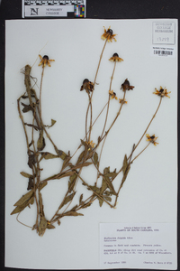 Rudbeckia fulgida image