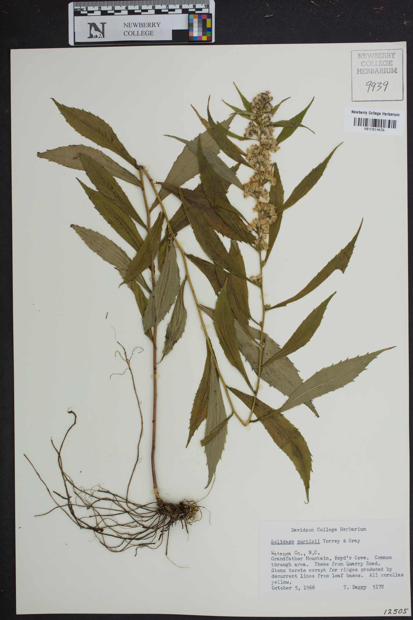 Solidago curtisii image