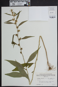 Solidago curtisii image