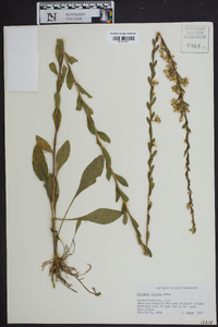 Solidago stricta image