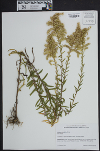 Solidago tortifolia image