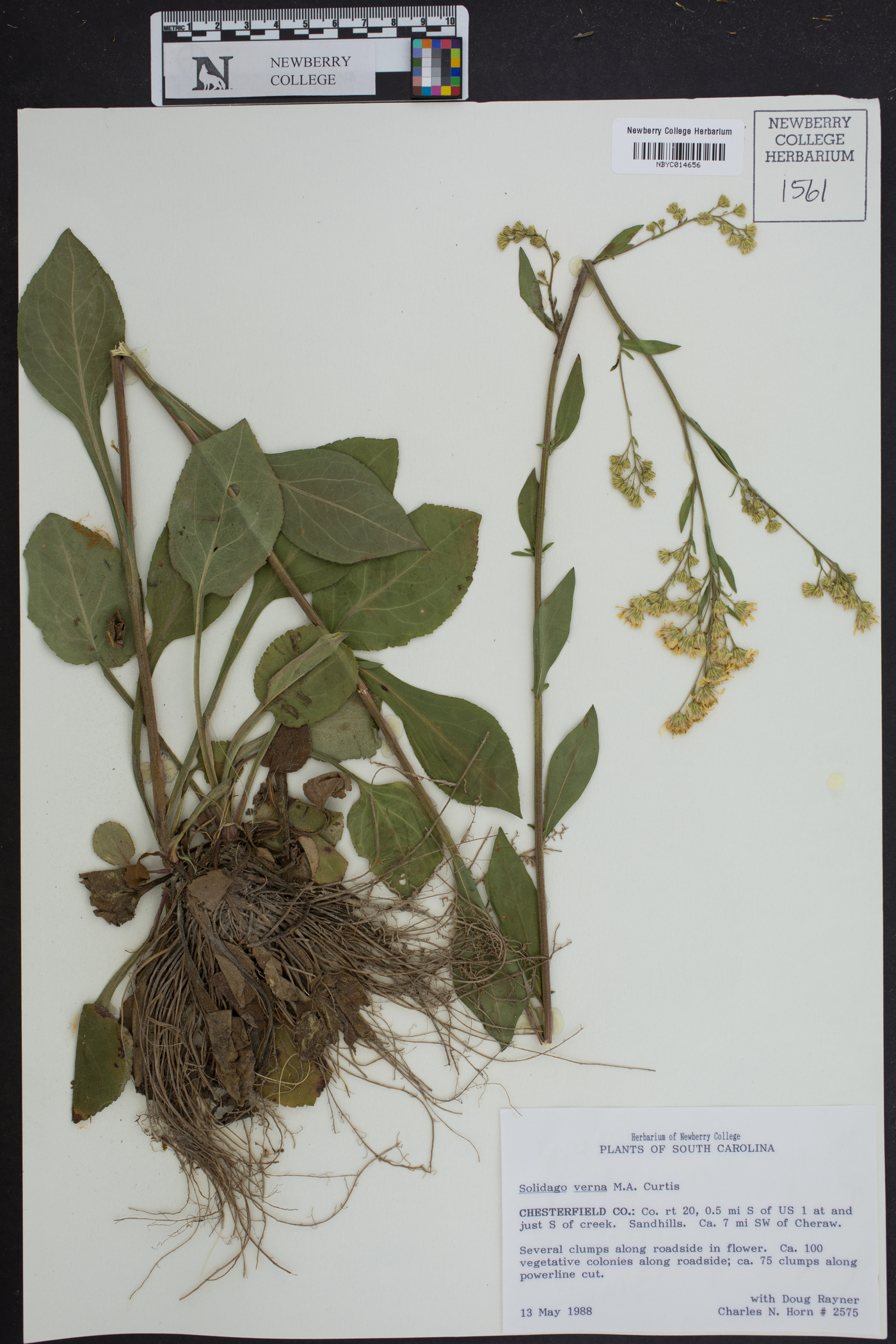 Solidago verna image