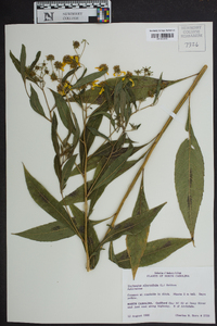 Verbesina alternifolia image