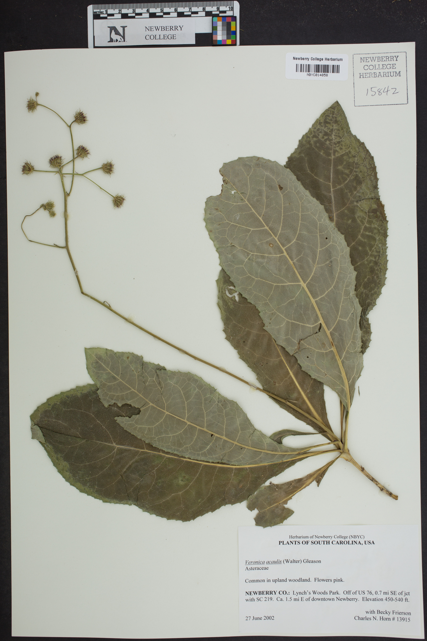 Vernonia acaulis image